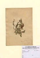 藏品(Plocamium serrulatum Okamura)的圖片